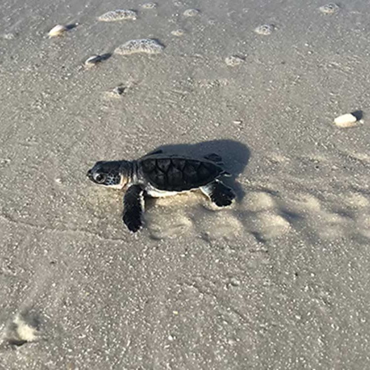 #6-sea-turtle-cropped