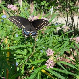 Rookery Bay Butterfly Garden | Environmental Learning Center Visit | Volunteer