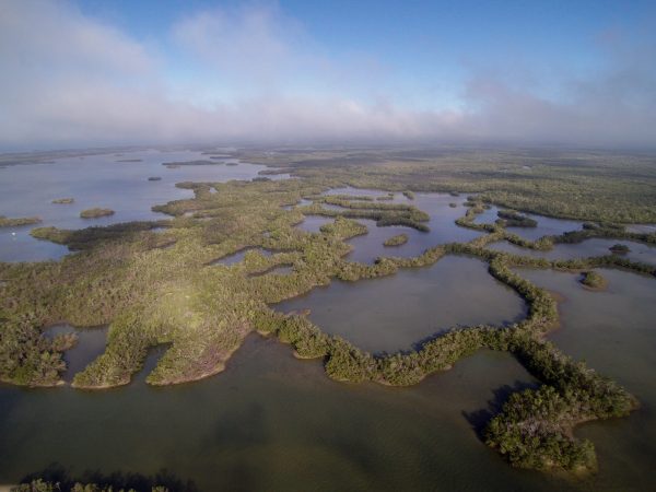 Virtual Trawl | National Estuaries Week | Rookery Bay Research Reserve