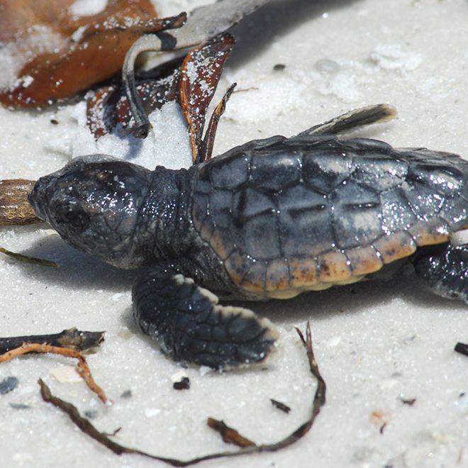 adopt-a-sea-turtle-nest-gallery-6-rookery-bay-research-reserve