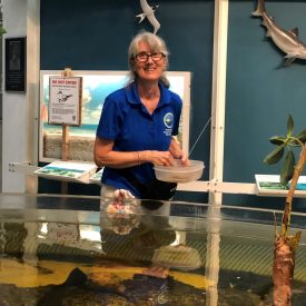 Volunteer | Aquarium Assistant | Rookery Bay Research Reserve