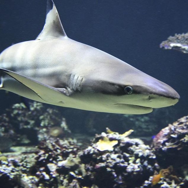 Black Tip Shark | Adopt an Animal Program at Rookery Bay | Donate