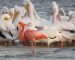 blog-featured-pink-flamingo-rookery-bay-research-reserve
