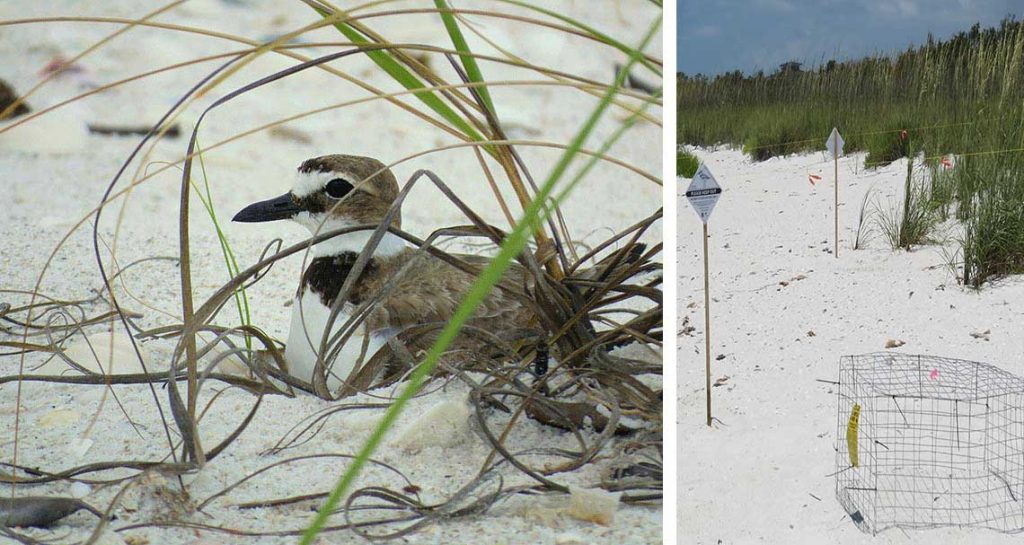 Coexisting Beach Nesting in Naples | Rookery Bay Research Reserve