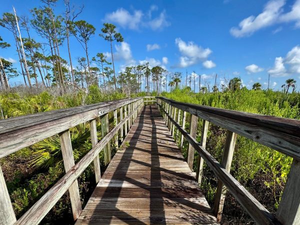 Community Restoration Monitoring Training: Shell Island Road | Rookery Bay Research Reserve