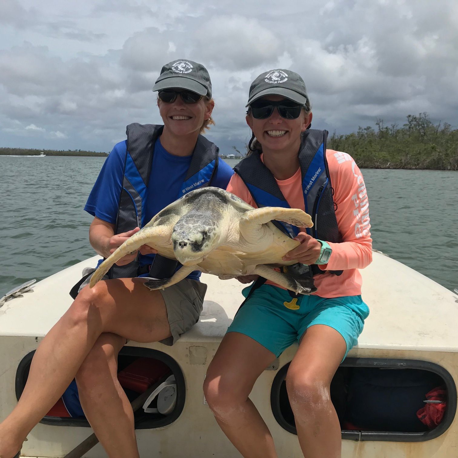 Sea Turtle | Rookery Bay Research Reserve