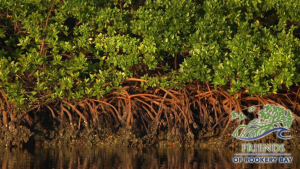 Mangroves | FORB logo | Zoom Gallery