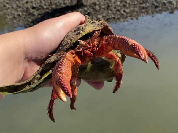 Master Naturalist Program | Pop Up Image | Monthly Event | Rookery Bay Research Reserve