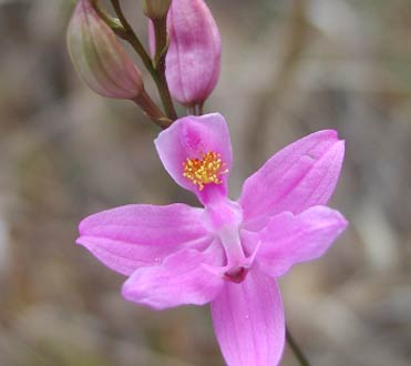 Wildlife at Rookery Bay Research Reserve: Native Plants | National Estuarine Reserve
