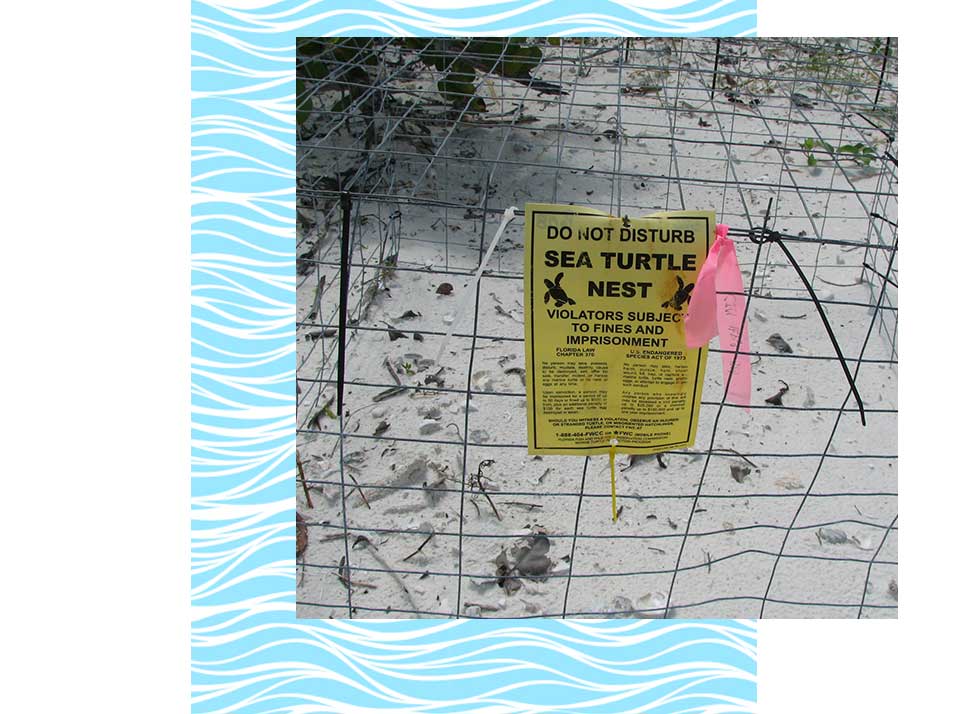 Sea Turtle Nests | Rookery Bay Research Reserve