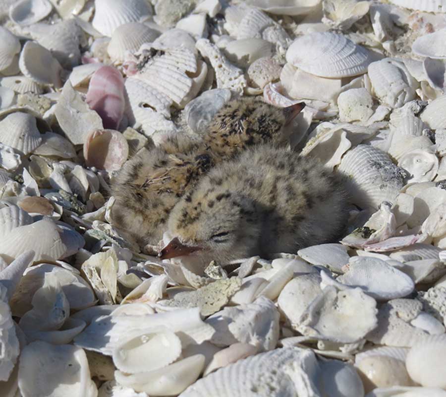 Closure Second Chance Sandbar | Beach Nesting Birds | Rookery Bay Research Reserve