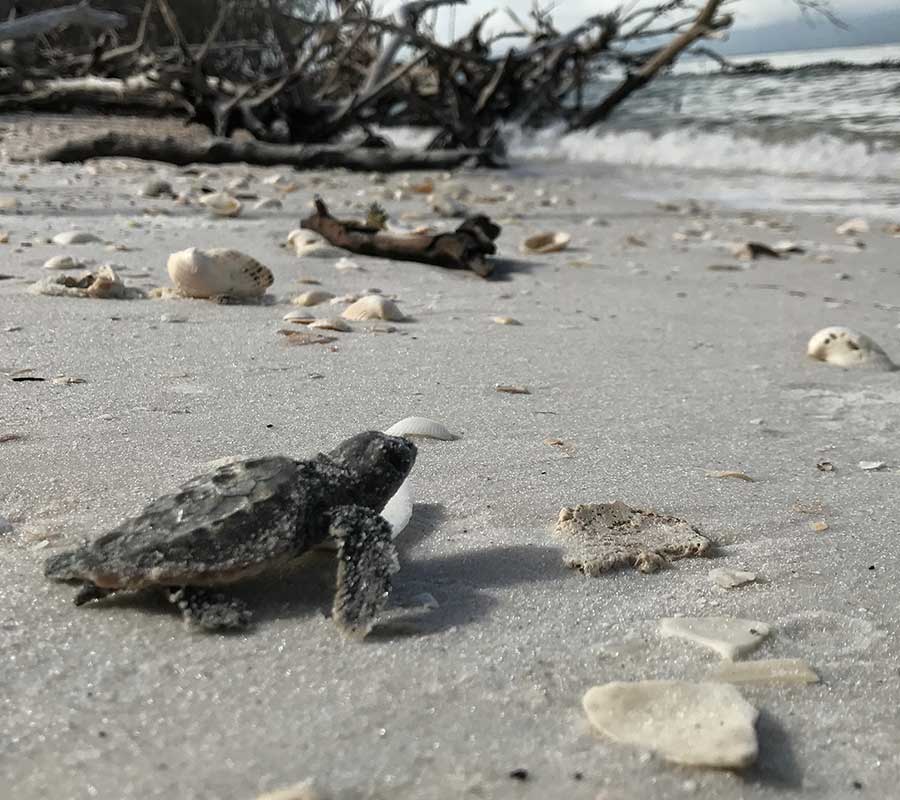 Sea Turtle on Beach | Rookery Bay Research Reserve