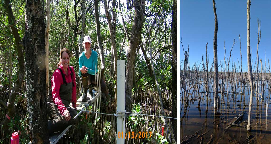 Ongoing Mangrove Restoration in Naples | Rookery Bay Research Reserve