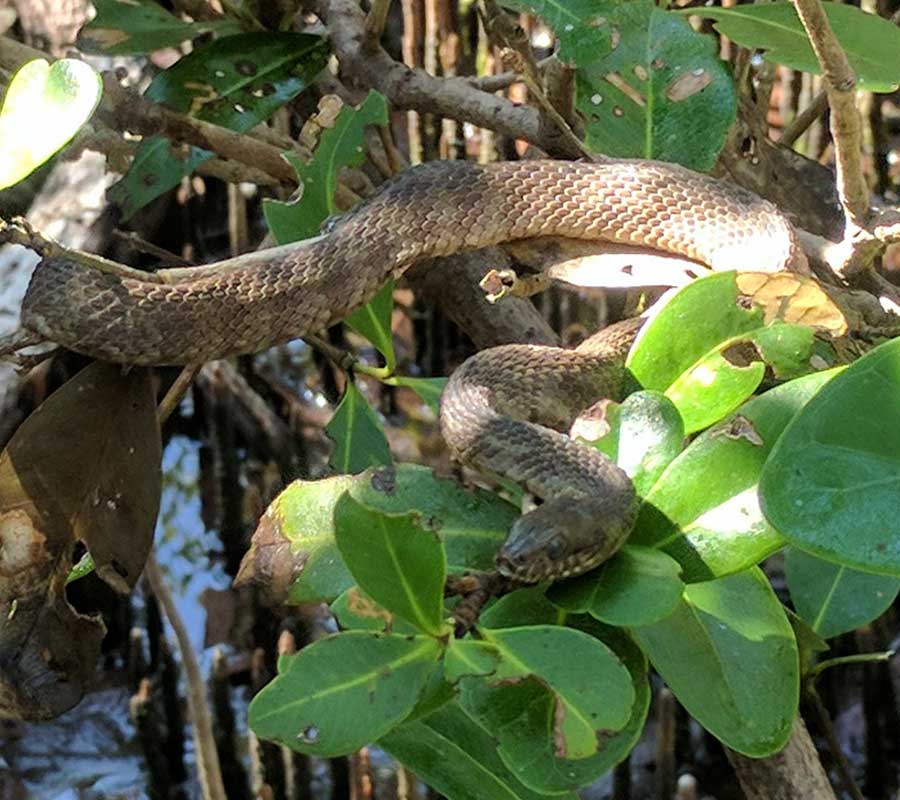 Ongoing Mangrove Restoration | Rookery Bay Research Reserve