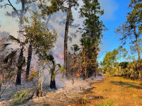 Community Preserve Management | Coastal Training and Engagement | Rookery Bay Research Reserve