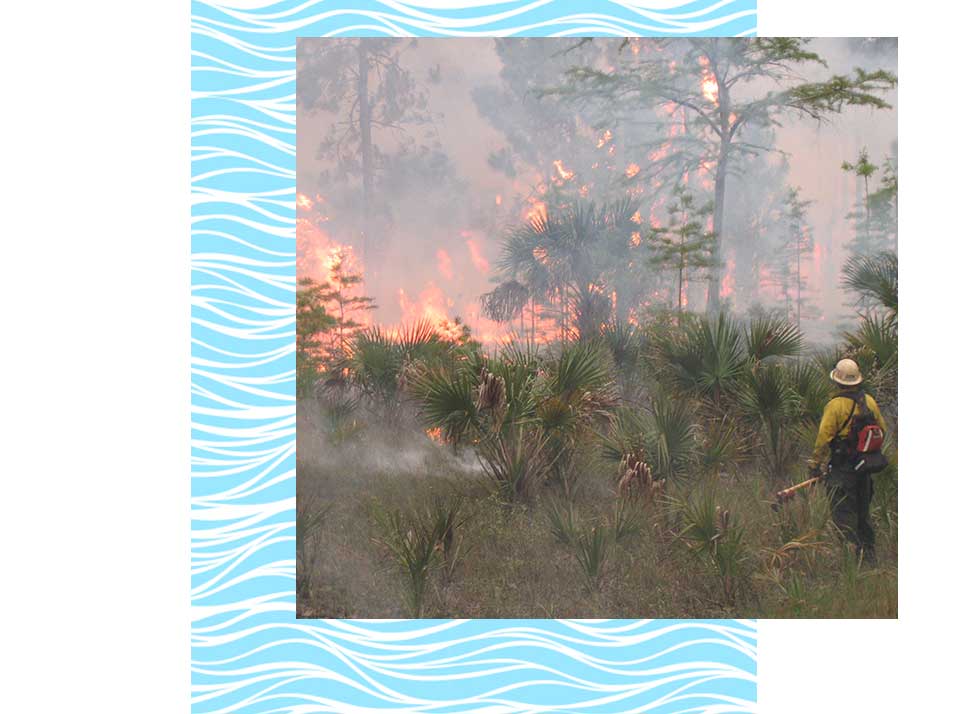 Prescribed Burns | Rookery Bay Research Reserve