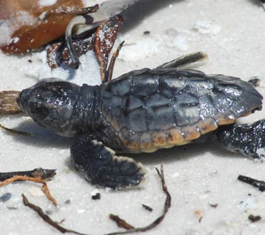 Wildlife at Rookery Bay Research Reserve: Reptiles & Amphibians | National Estuarine Reserve