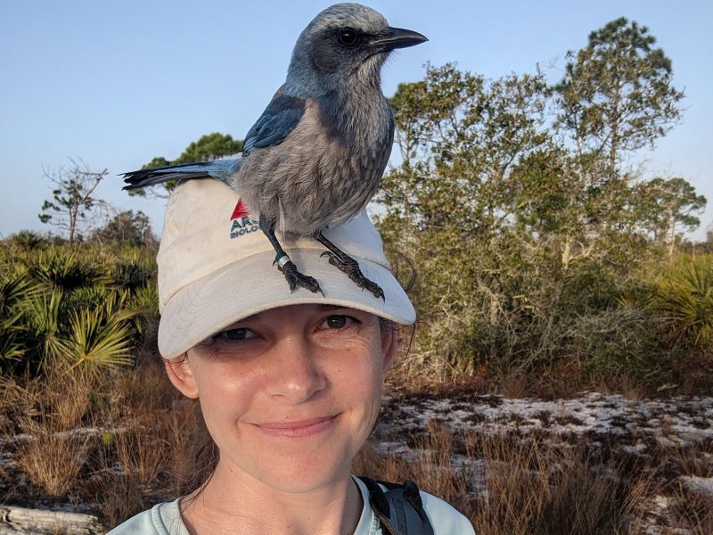 Meredith Heather | Festival of Brids | Scrub Jays | Lectures | Events | Rookery Bay Research Reserve