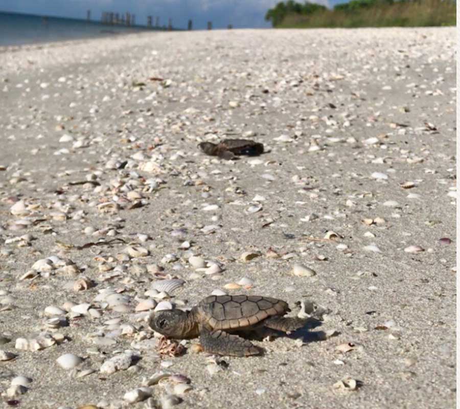 Sea Turtle Hatchling in Naples | Rookery Bay Research Reserve