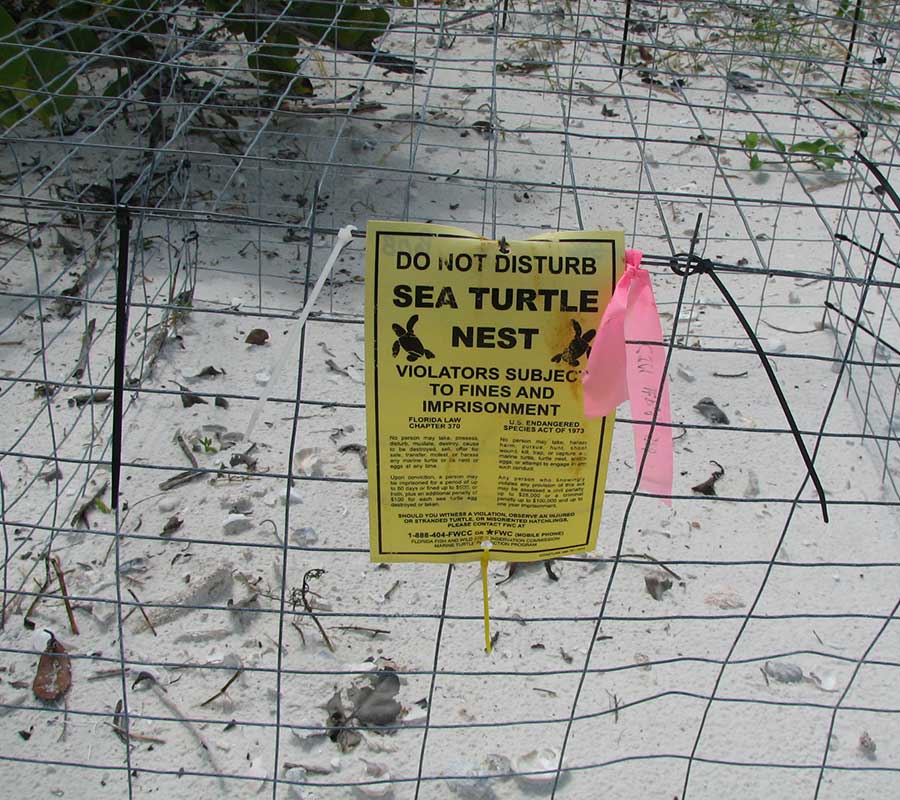Sea Turtle Nest and Sign in Naples | Rookery Bay Research Reserve