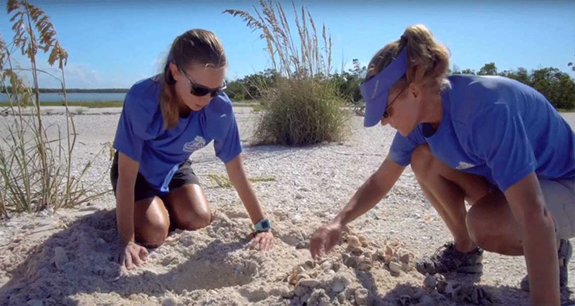 Sea Turtle Hatching in Naples | Rookery Bay Research Reserve