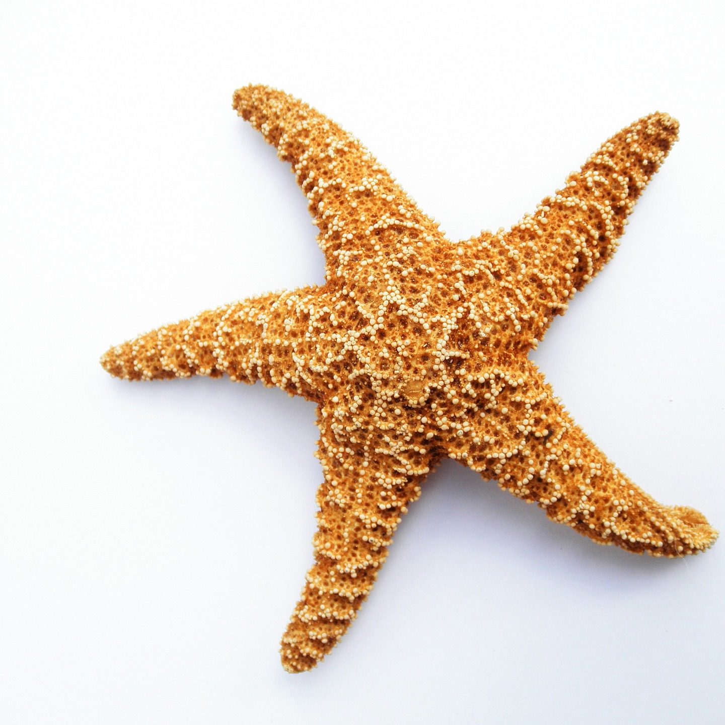 seastar-rookery-bay-research-reserve