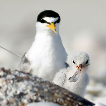 shorebird-rookery-bay-research-reserve