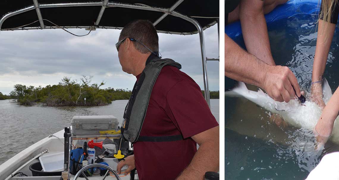 Studying Sharks in Naples | Rookery Bay Research Reserve