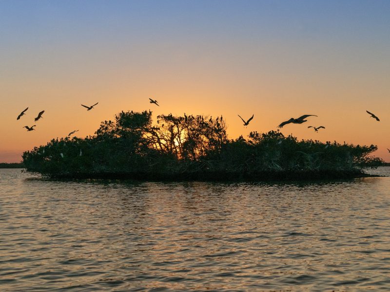 Sunset Roost Boat Tour | Festival of Birds | Events | Rookery Bay Research Reserve