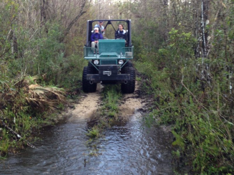 Swamp Buggy Caravan Tour | Rookery Bay Research Reserve | Festival of Birds