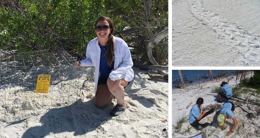 Turtle Nesting Season 2019 in Naples | Rookery Bay Research Reserve